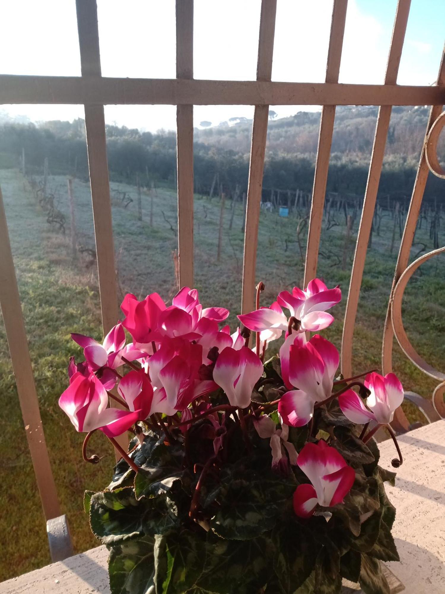 Poggio Agli Ulivi Villa Frascati Eksteriør bilde