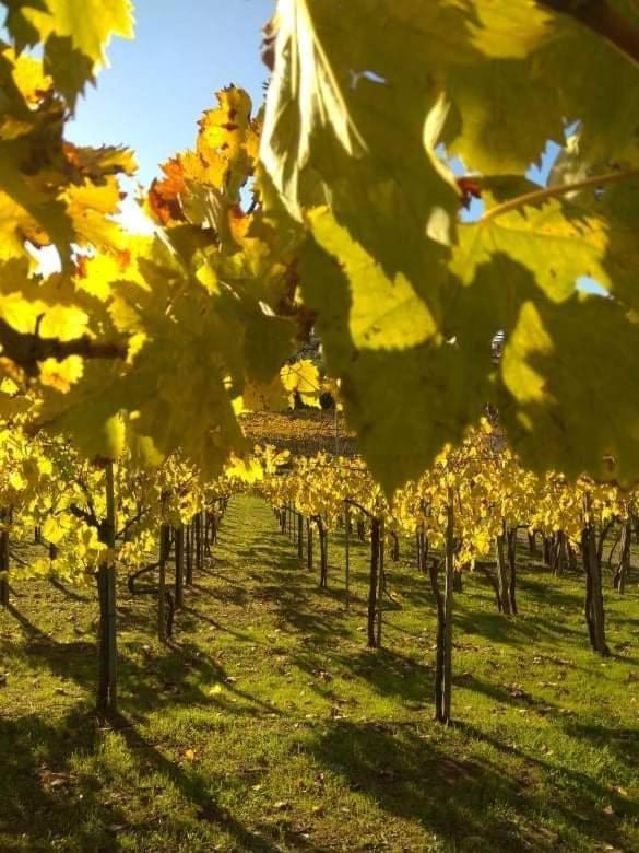 Poggio Agli Ulivi Villa Frascati Eksteriør bilde