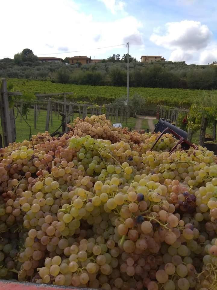 Poggio Agli Ulivi Villa Frascati Eksteriør bilde
